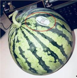 吃外国网红瓜,揭秘那些跨国界的“瓜”事 第1张 吃外国网红瓜,揭秘那些跨国界的“瓜”事 第1张